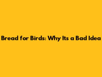 Bread for Birds: Why It's a Bad Idea