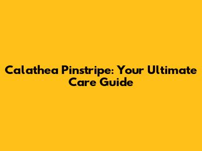 Calathea 'Pinstripe': Your Ultimate Care Guide