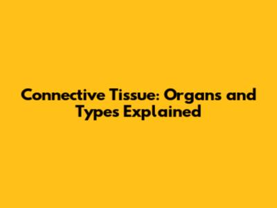 Connective Tissue: Organs and Types Explained