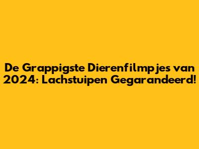 De Grappigste Dierenfilmpjes van 2024: Lachstuipen Gegarandeerd!