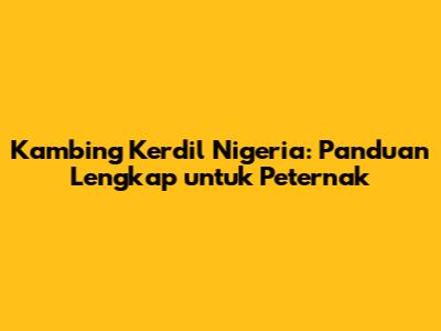 Kambing Kerdil Nigeria: Panduan Lengkap untuk Peternak