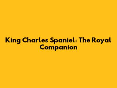King Charles Spaniel: The Royal Companion