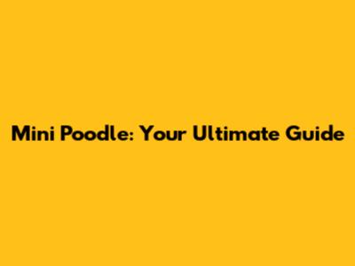 Mini Poodle: Your Ultimate Guide