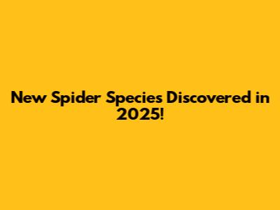 New Spider Species Discovered in 2025!