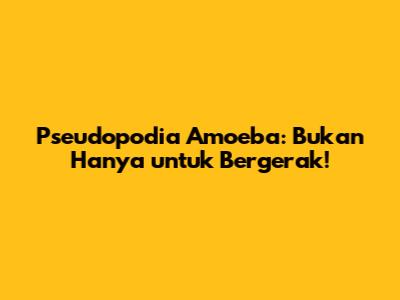 Pseudopodia Amoeba: Bukan Hanya untuk Bergerak!