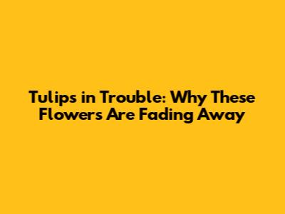 Tulips in Trouble: Why These Flowers Are Fading Away