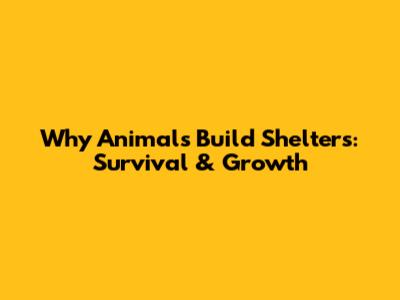 Why Animals Build Shelters: Survival & Growth